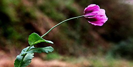 《Fate＆EXTRA Record》宣布延期 制作人直言算错时间